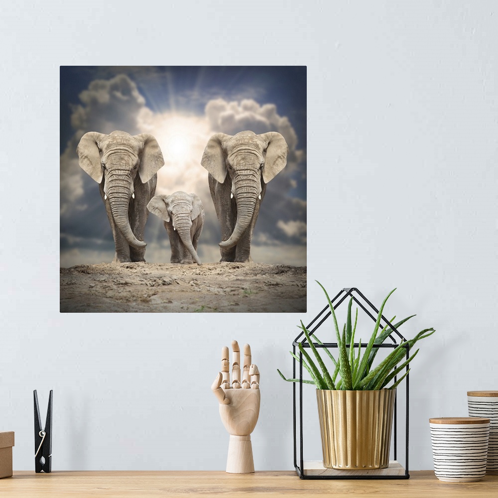 A bohemian room featuring African elephant (Loxodonta Africana) family on a white background.