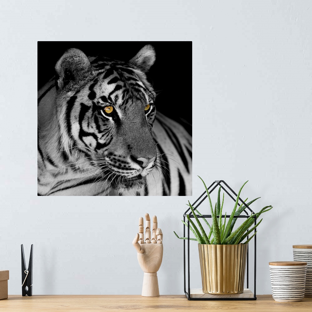 A bohemian room featuring Black and white tiger.