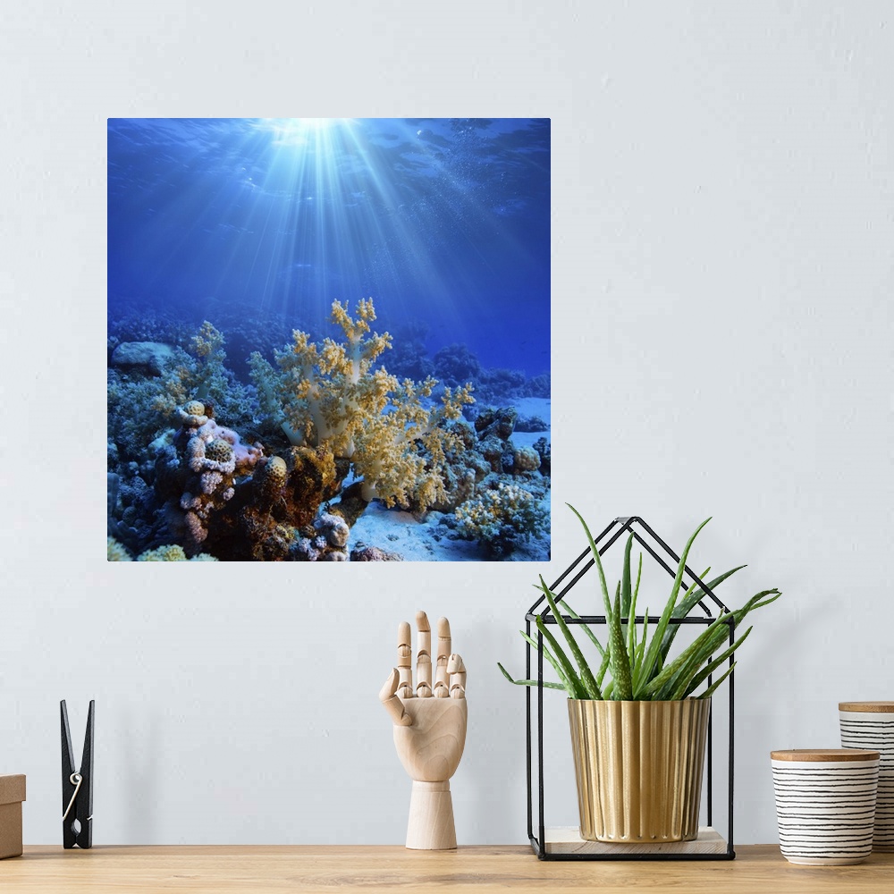 A bohemian room featuring Underwater coral reef in open deep sea.