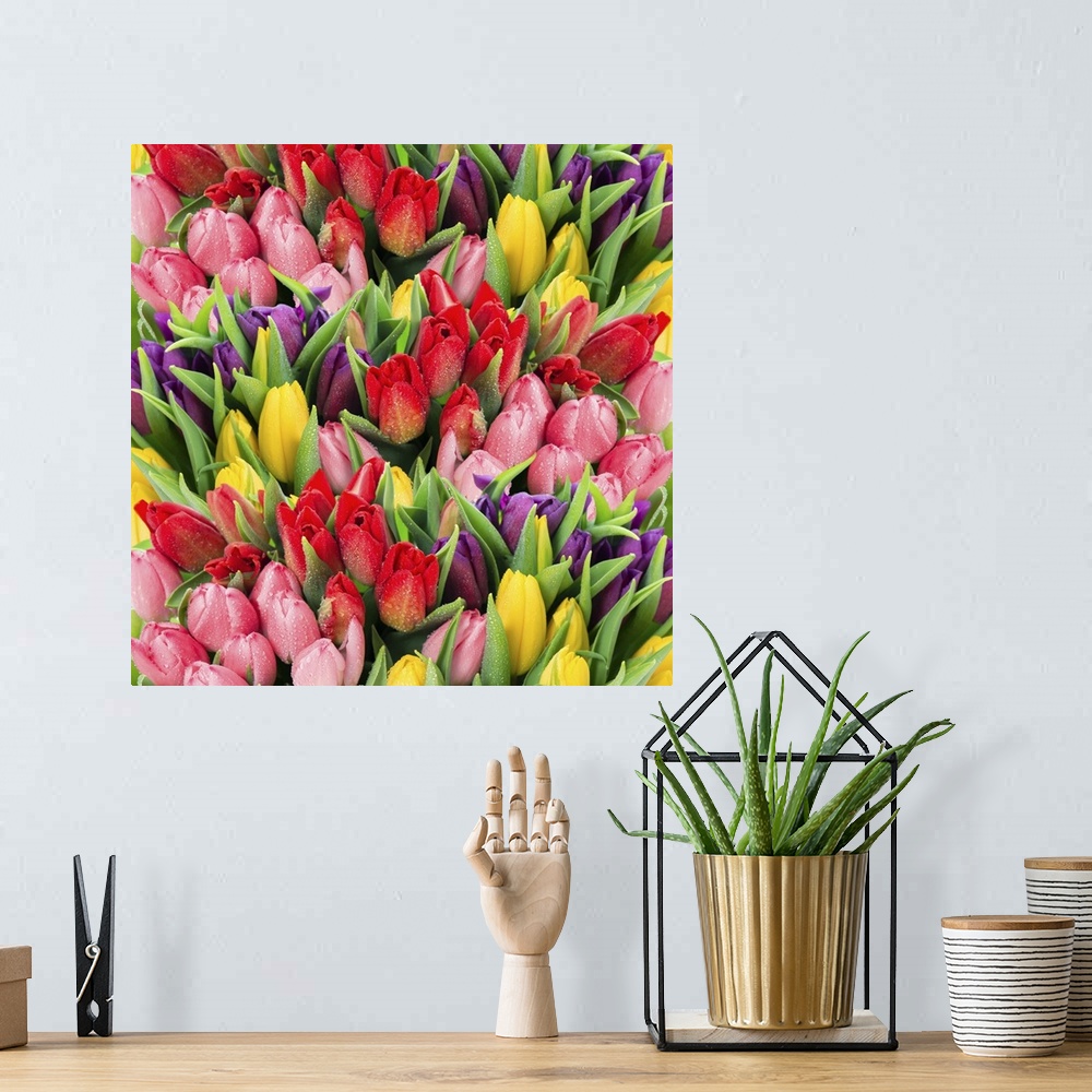 A bohemian room featuring Bouquet of multicolor tulips. Fresh spring flowers with water drops. Floral backdrop.