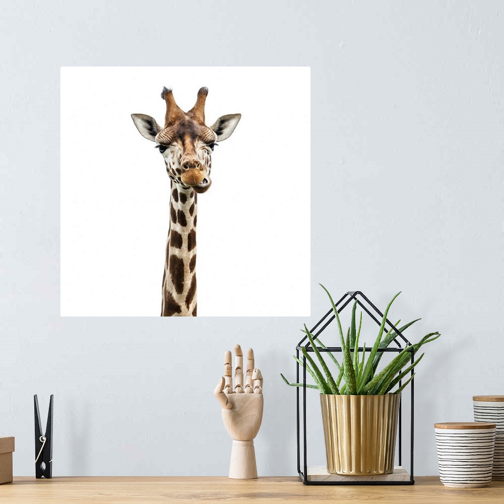 A bohemian room featuring Funny giraffe face isolated on white.