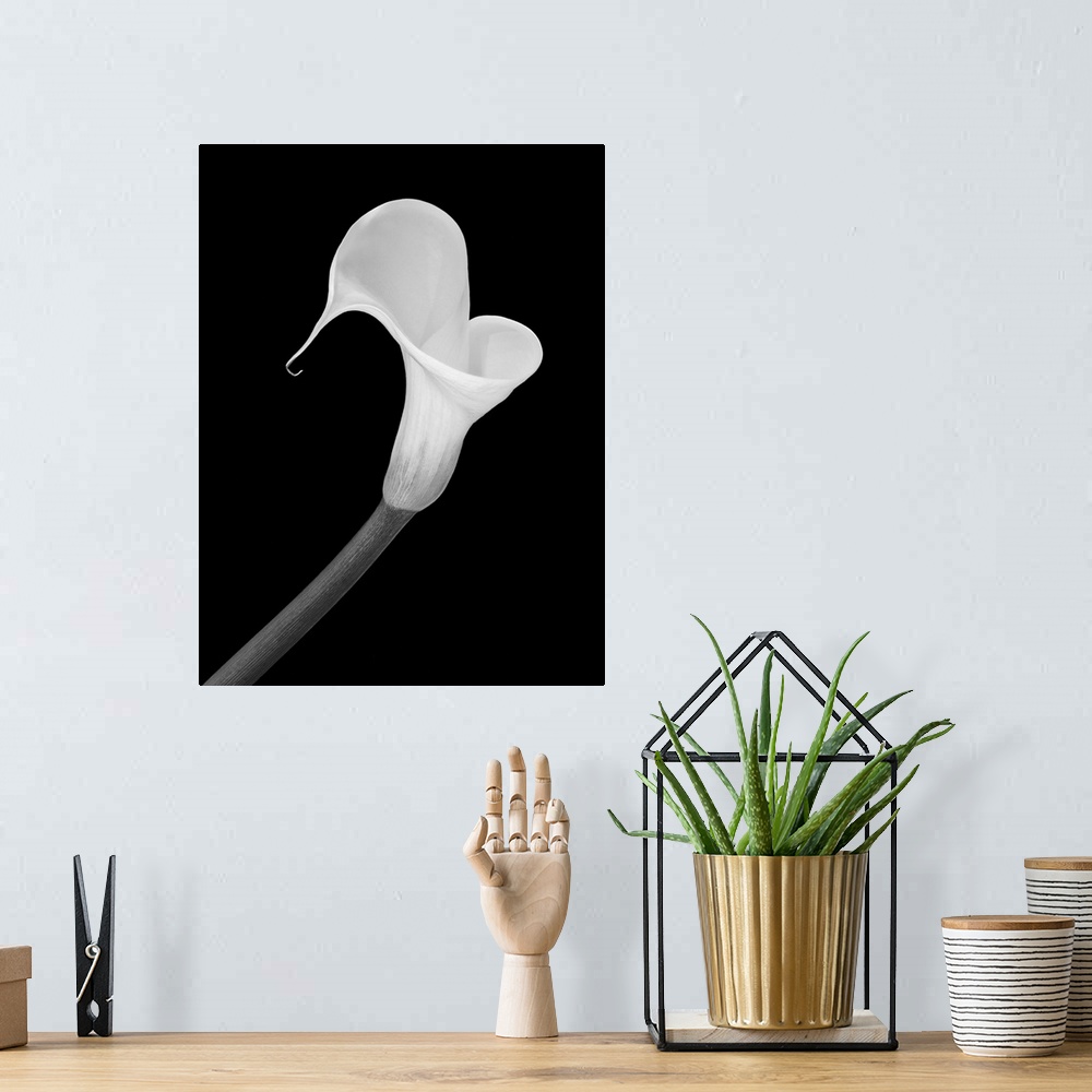 A bohemian room featuring Isolated white calla blossom on black background in a vintage painting style.