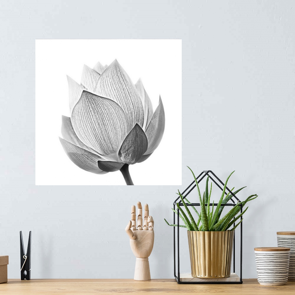 A bohemian room featuring Lotus flower in black and white isolated on white background.