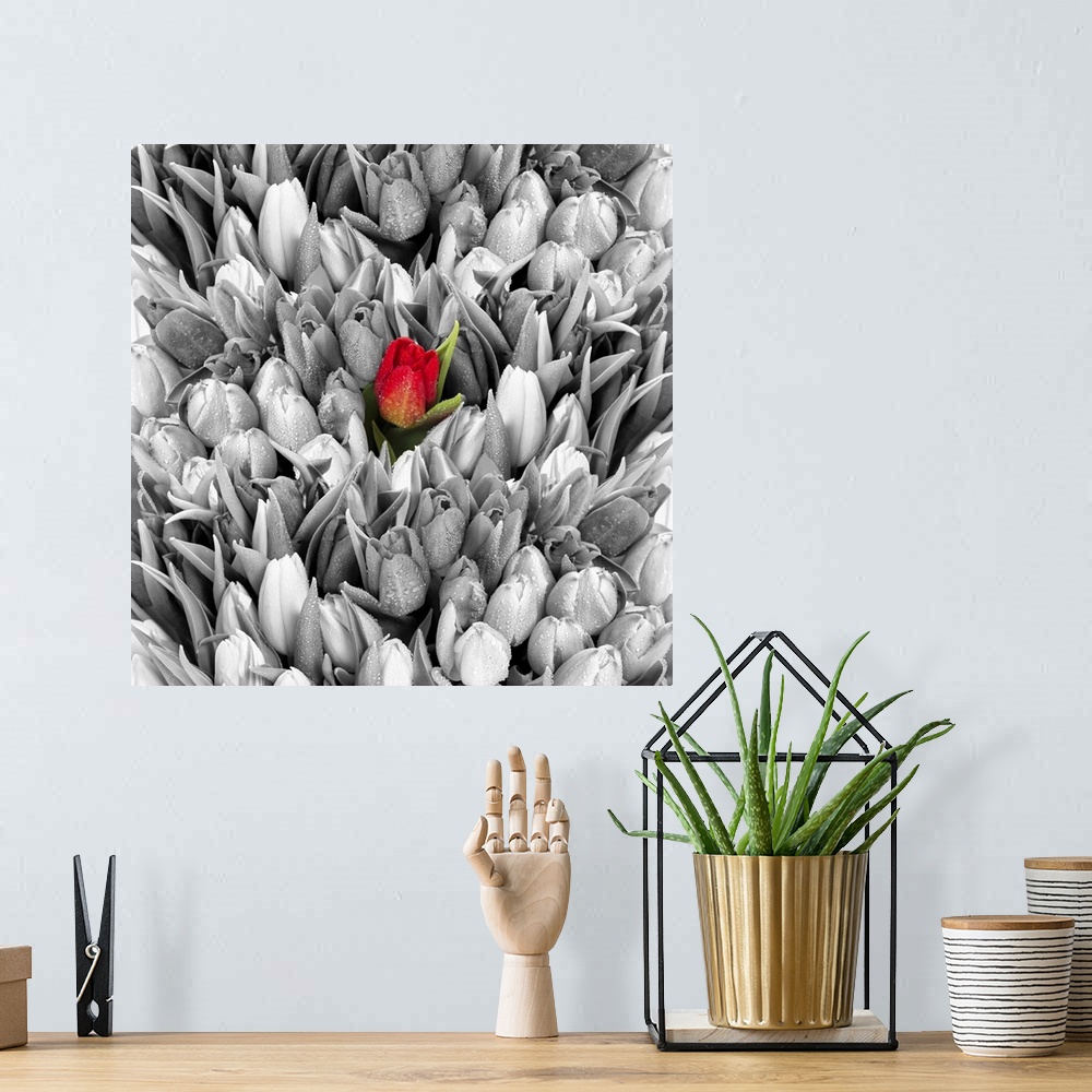 A bohemian room featuring Tulips. Fresh spring flowers with water drops. Black white with one red flower.