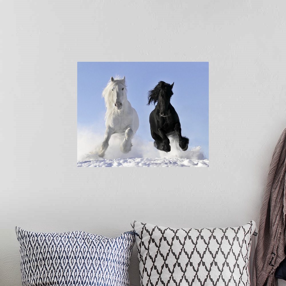 A bohemian room featuring White and black horse in winter.