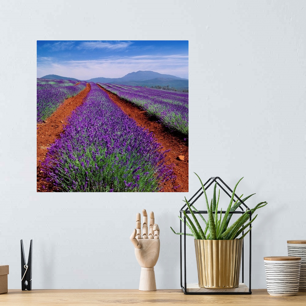 A bohemian room featuring Australia, Tasmania, Lavender field