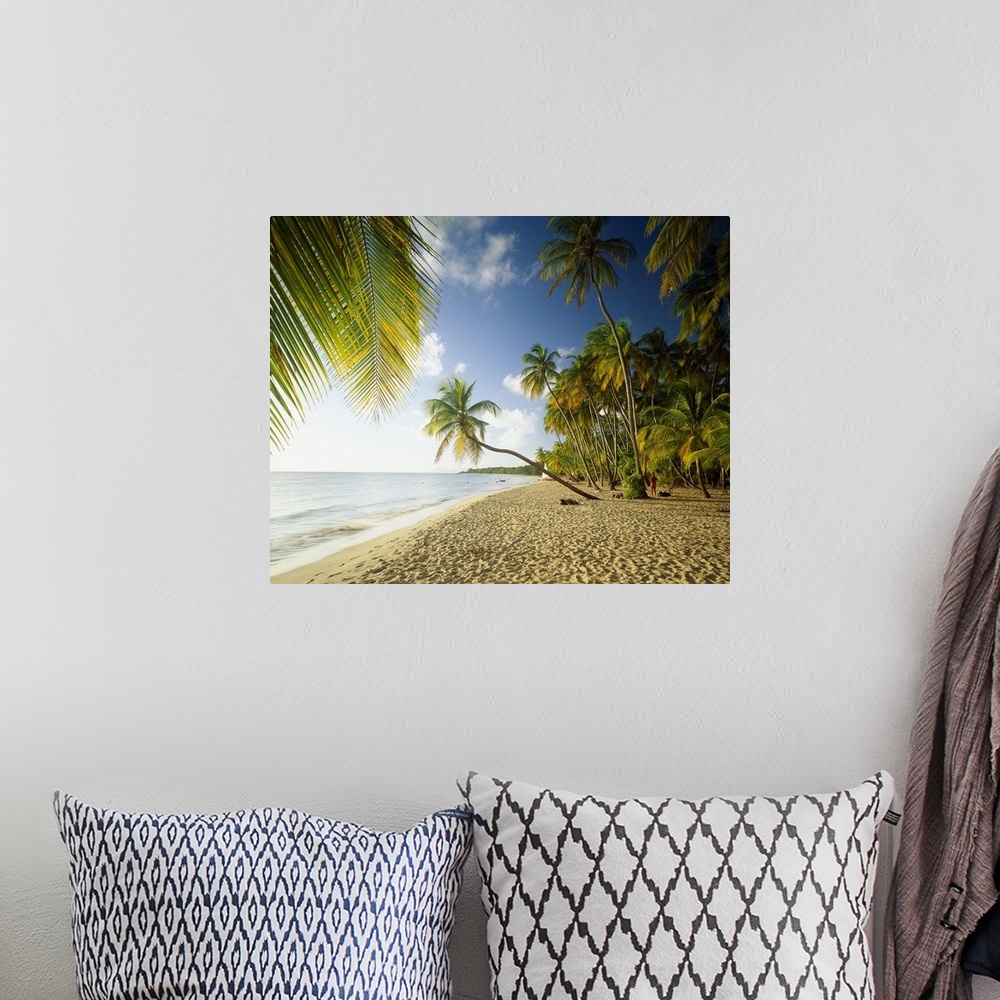 A bohemian room featuring Beach with palm trees, Des Salines beach in Martinique