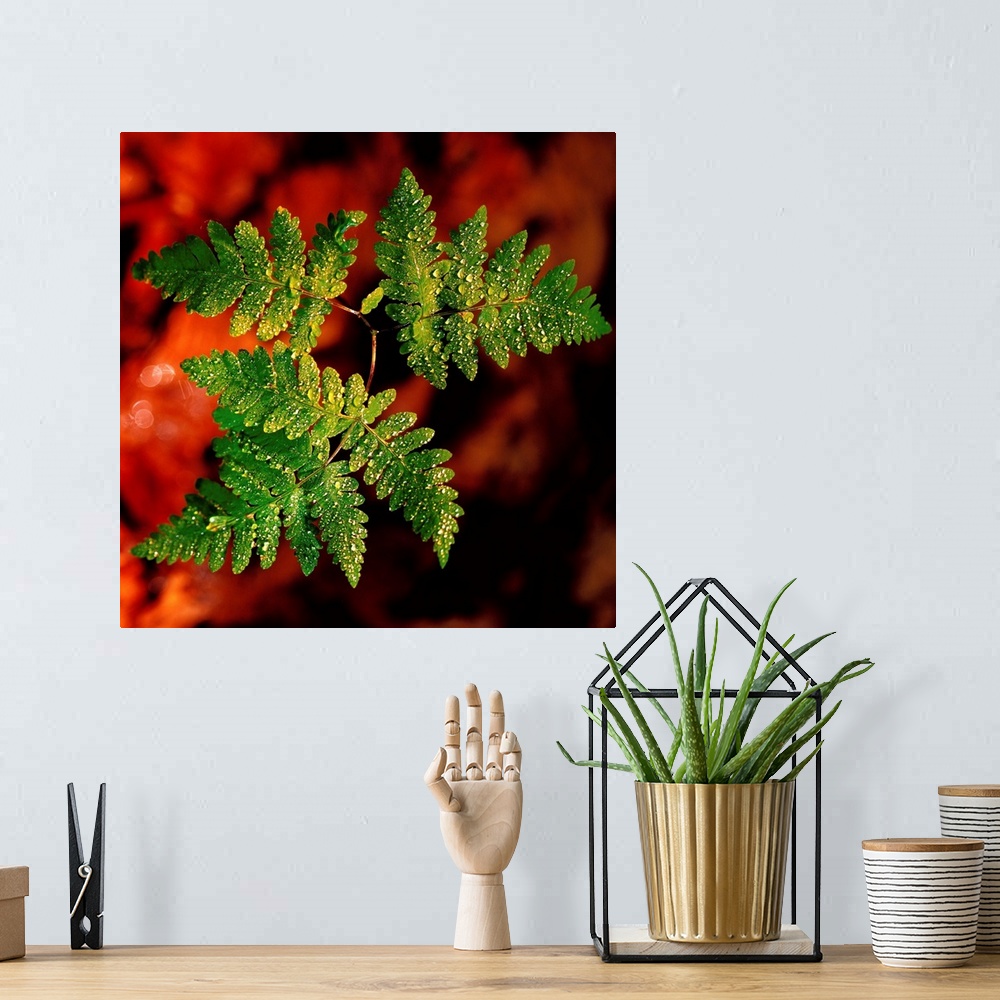 A bohemian room featuring Close up of fern leaves