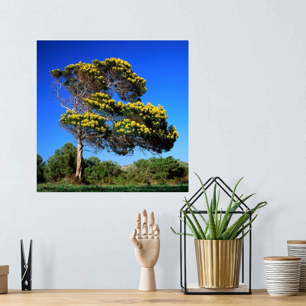 A bohemian room featuring France, Corsica, Agriates, Desert des Agriates, tree in bloom (acacia)