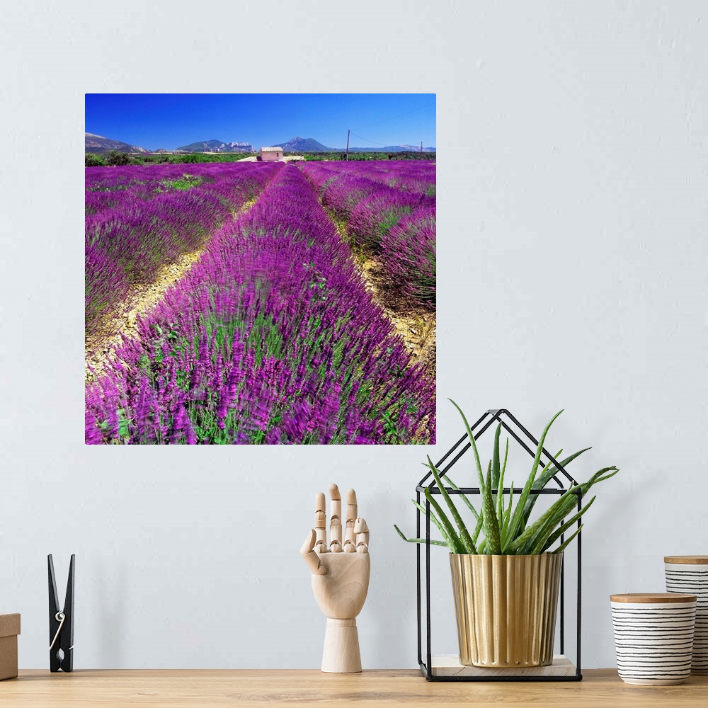 A bohemian room featuring France, Provence-Alpes-C..te d'Azur, Saint-Jurs, Lavender fields