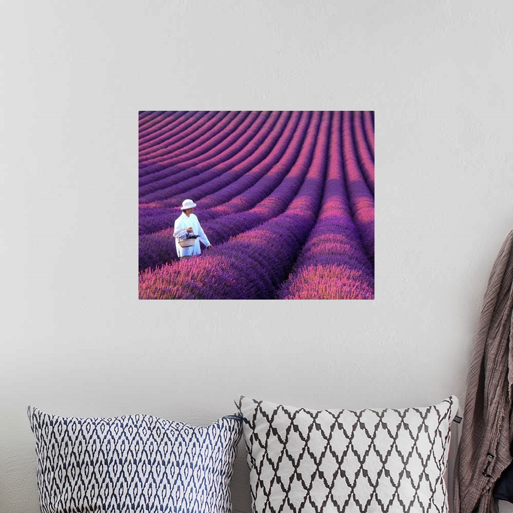 A bohemian room featuring France, Provence, Valensole, girl in lavender field
