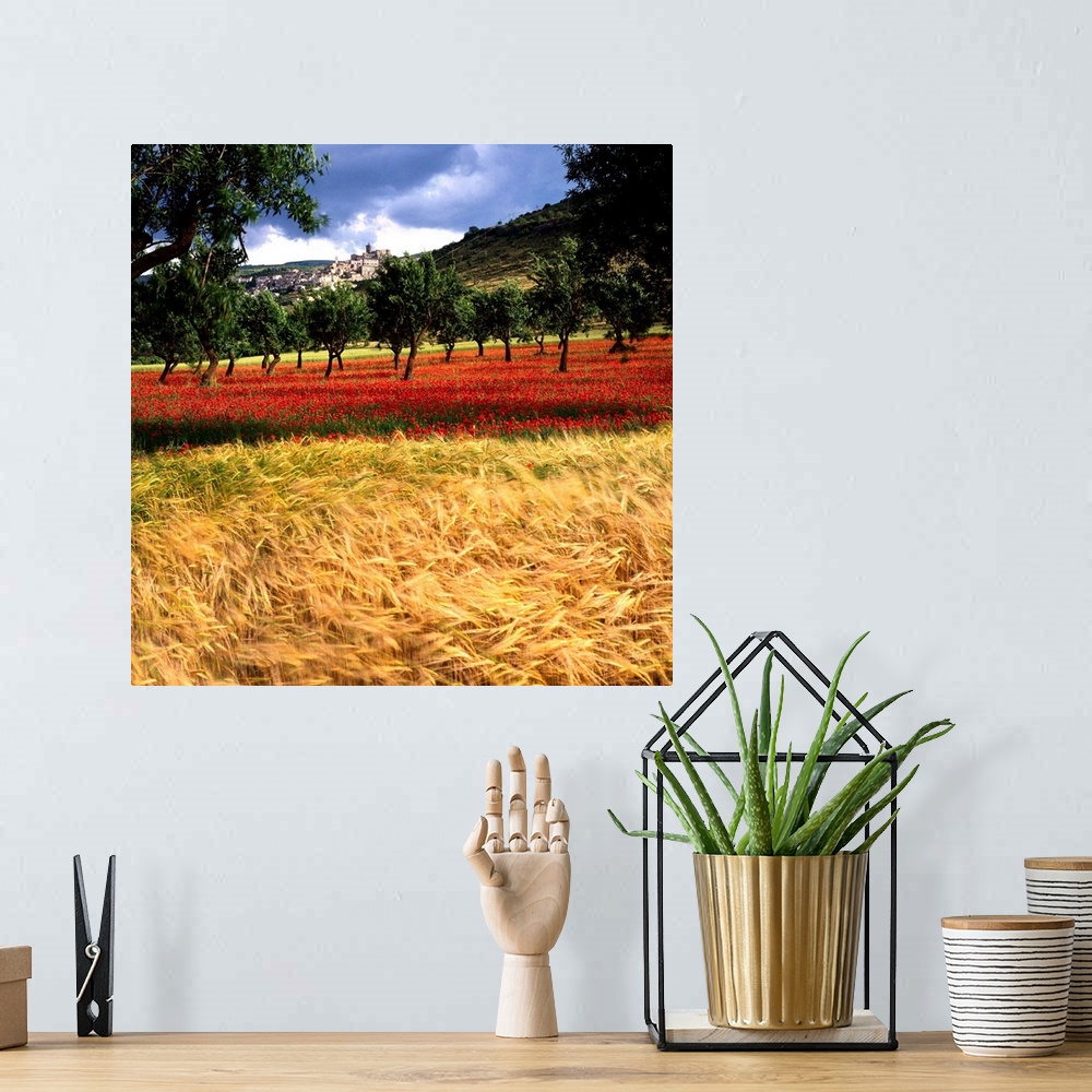 A bohemian room featuring Italy, Abruzzo, Capestrano, field of ripe wheat, almond-tree, poppies