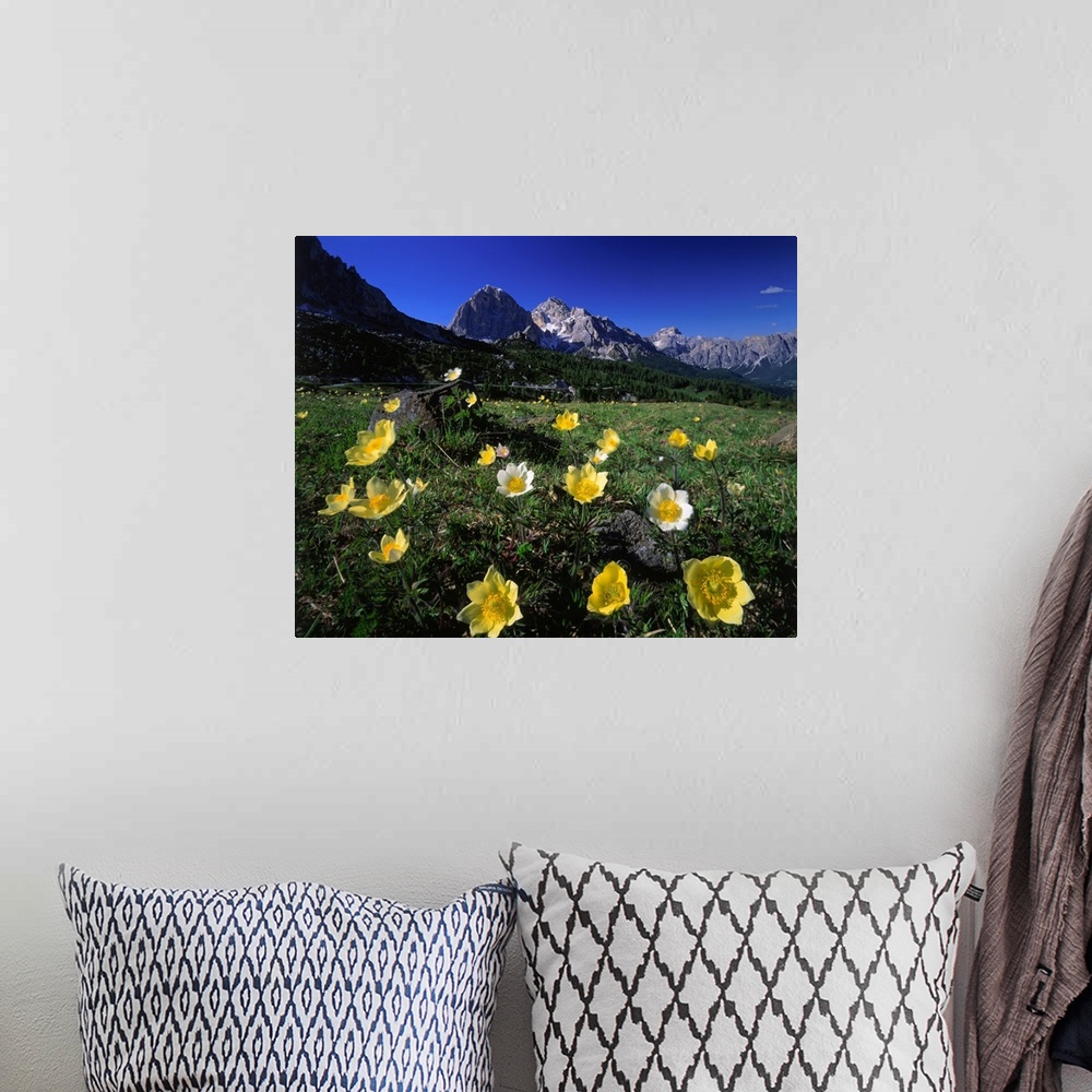 A bohemian room featuring Italy, Dolomites, anemone Alpina meadow and Tofane in background