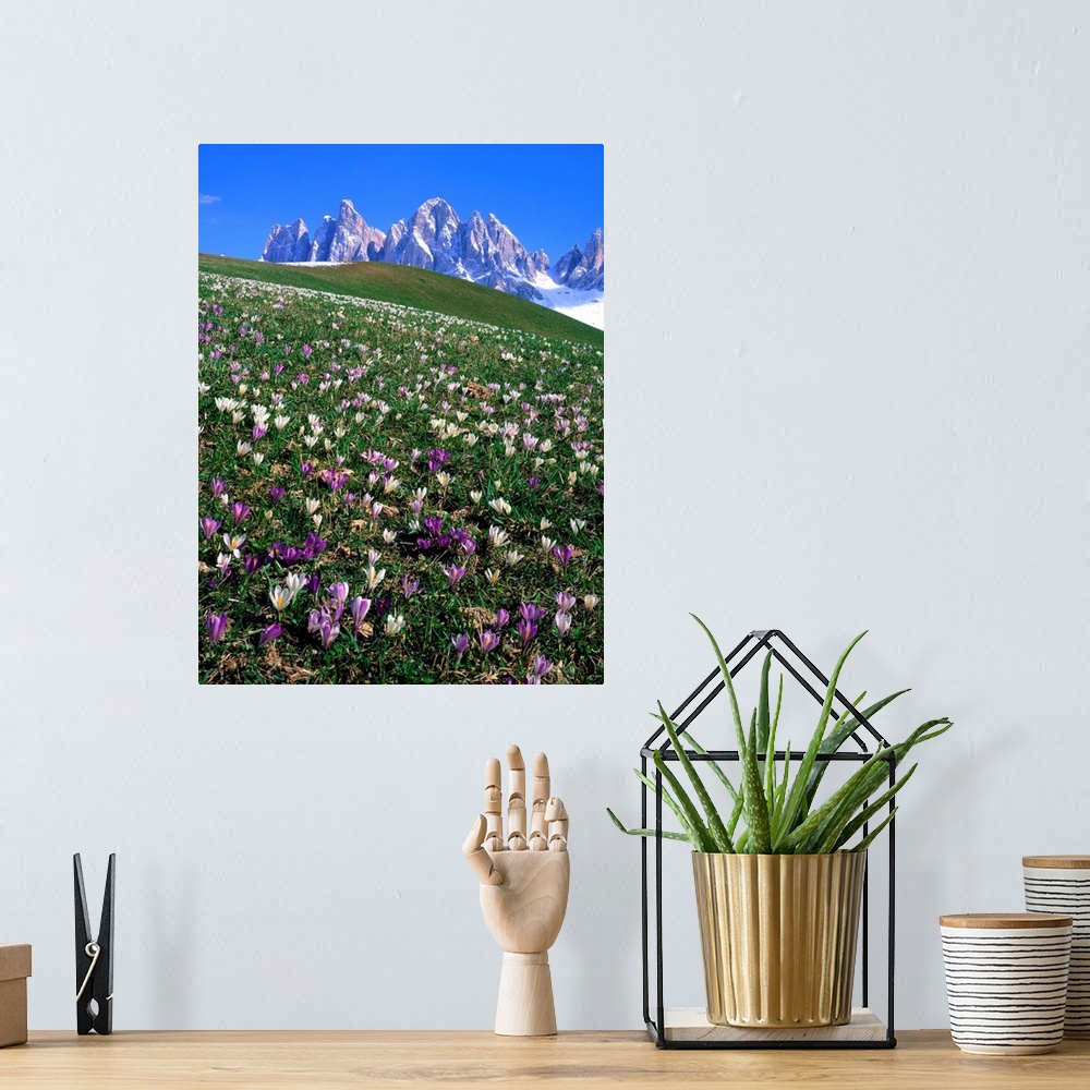A bohemian room featuring Italy, Dolomites, Val di Funes, Crocus meadow and Odle Range (Geisler Gruppe)