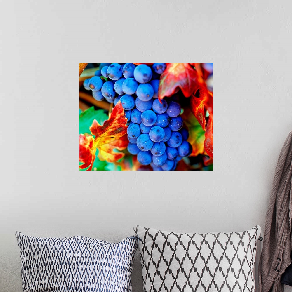 A bohemian room featuring Italy, Grapes