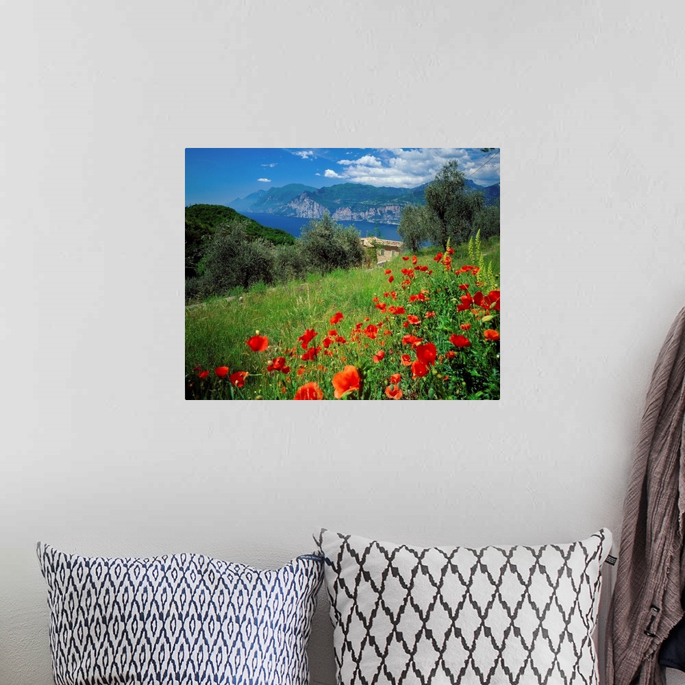 A bohemian room featuring Italy, Lake Garda, Malcesine, Malcesine, view over the lake, poppies nearby