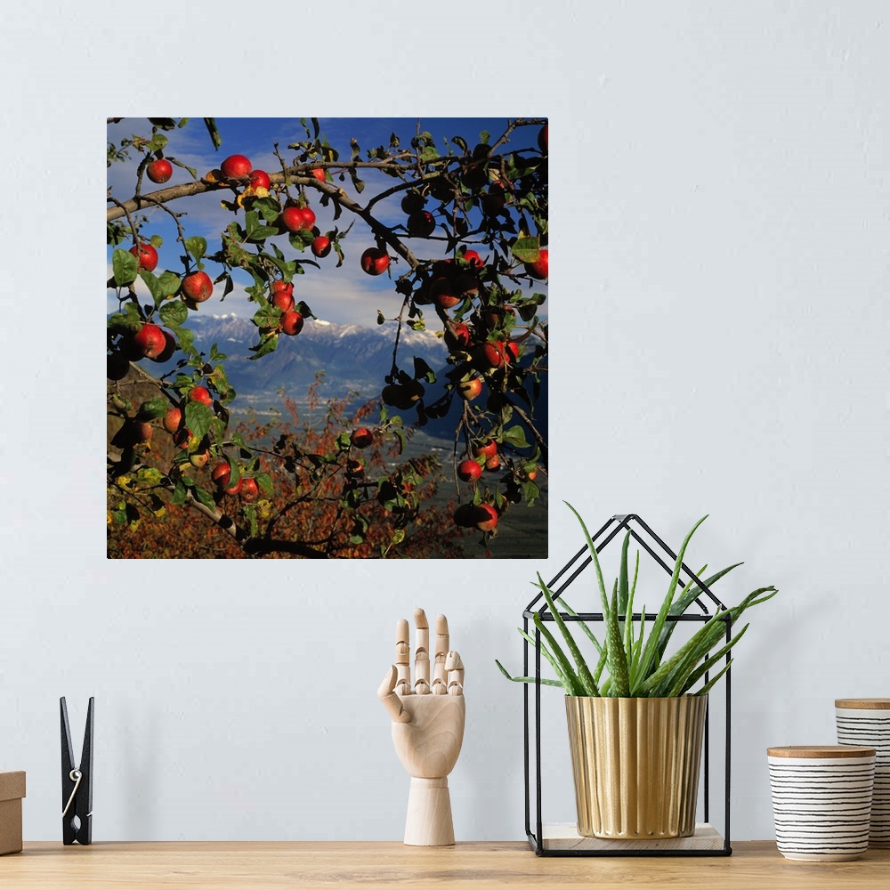 A bohemian room featuring Italy, South Tyrol, Adige Valley, apple tree Caldaro towards Merano