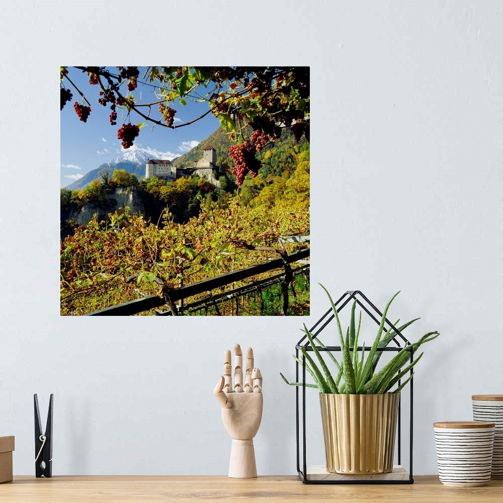 A bohemian room featuring Italy, South Tyrol, Merano, Castel Tyrolo (Schloss Tyrol) and vineyard with grapes