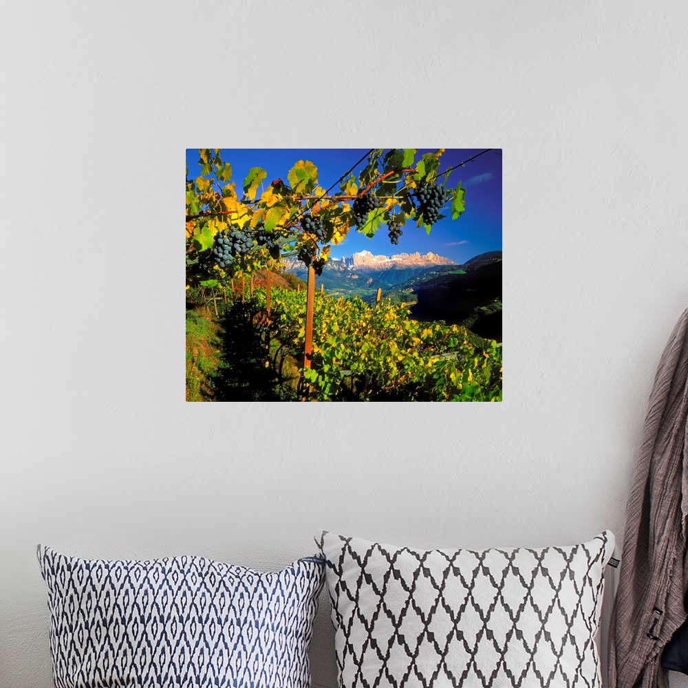 A bohemian room featuring Italy, South Tyrol, Vineyards and view towards Catinaccio mountain (Rosengarten)