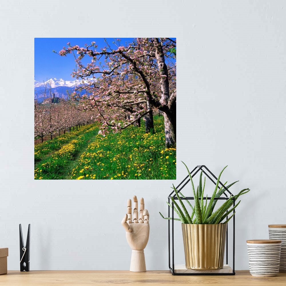 A bohemian room featuring Italy, Trentino, Apple orchard, Castel Valer towards Gruppo di Brenta