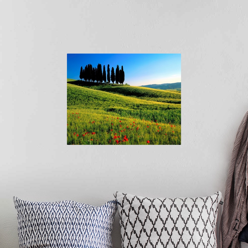 A bohemian room featuring Italy, Tuscany, Cypress trees on typical landscape