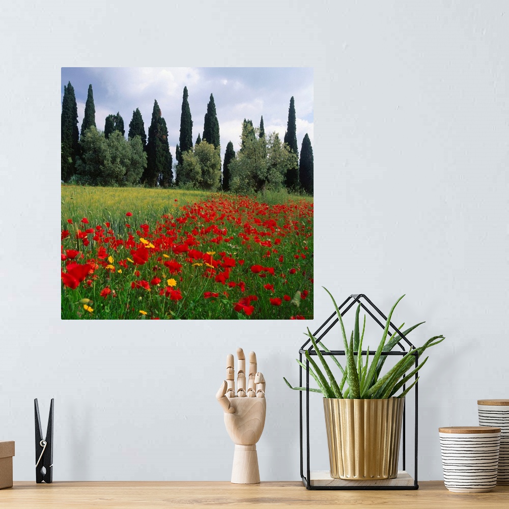 A bohemian room featuring Italy, Tuscany, hills with cypress tree