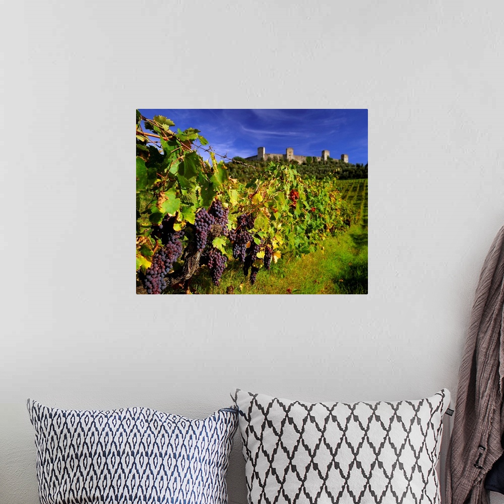 A bohemian room featuring Italy, Tuscany, Monteriggioni, Chianti vineyards
