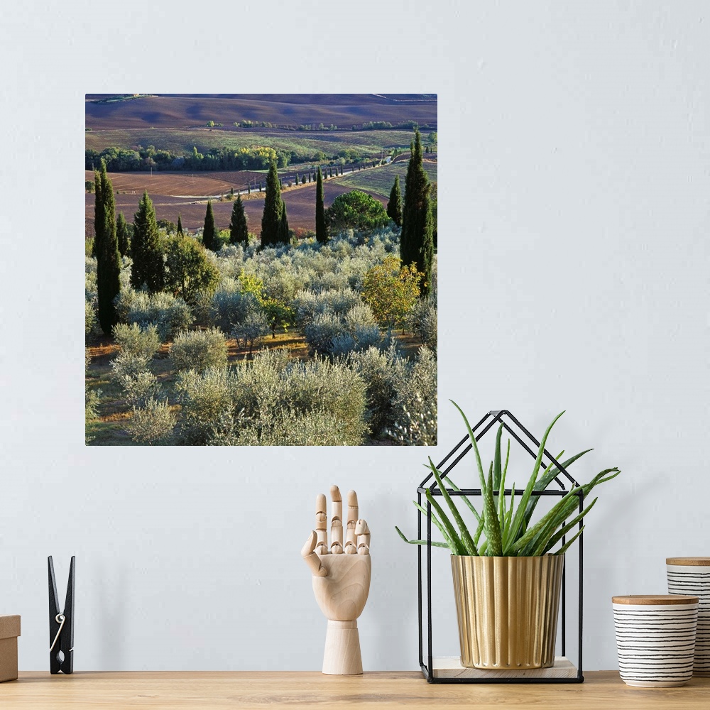 A bohemian room featuring Italy, Tuscany, Orcia Valley, Landscape with cypress and olive trees
