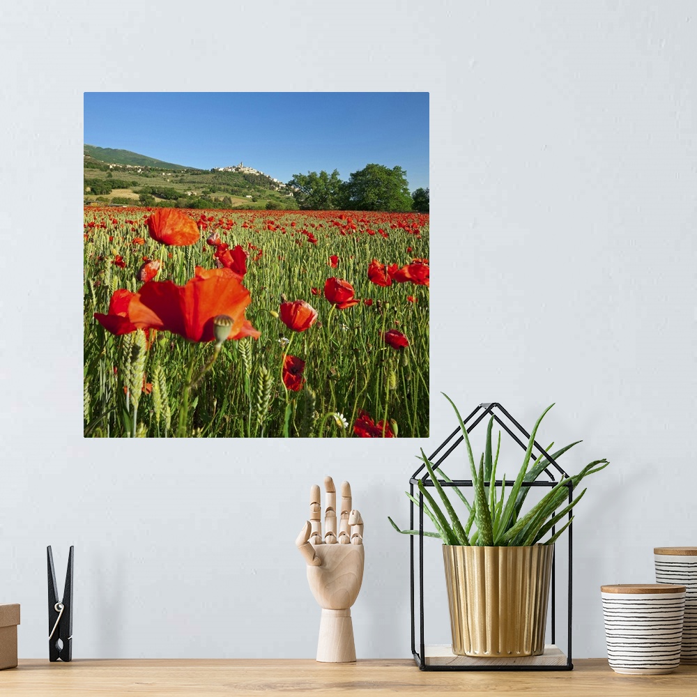 A bohemian room featuring Italy, Umbria, Perugia district, Trevi, Poppy field and the town in spring