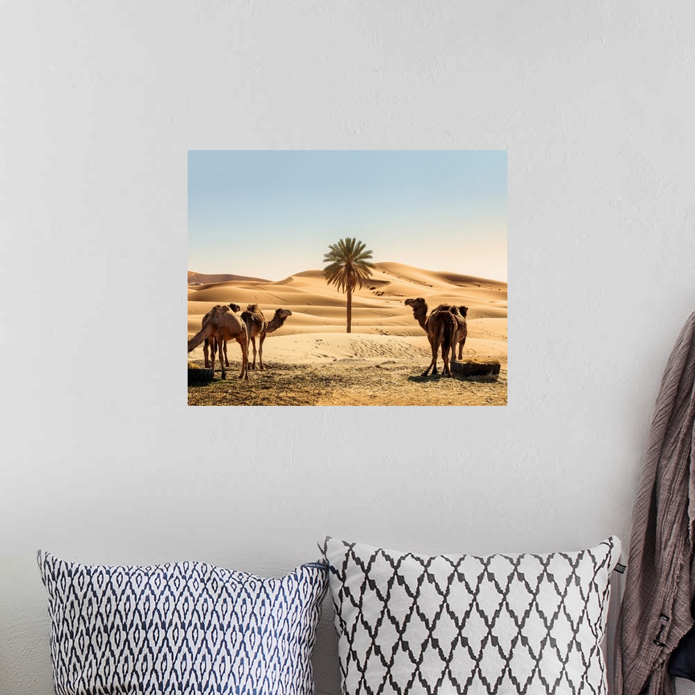 A bohemian room featuring Morocco, South Morocco, Erg Chebbi Desert, Merzouga, Dunes d'Erg Chebbi. Camels and palm tree in ...