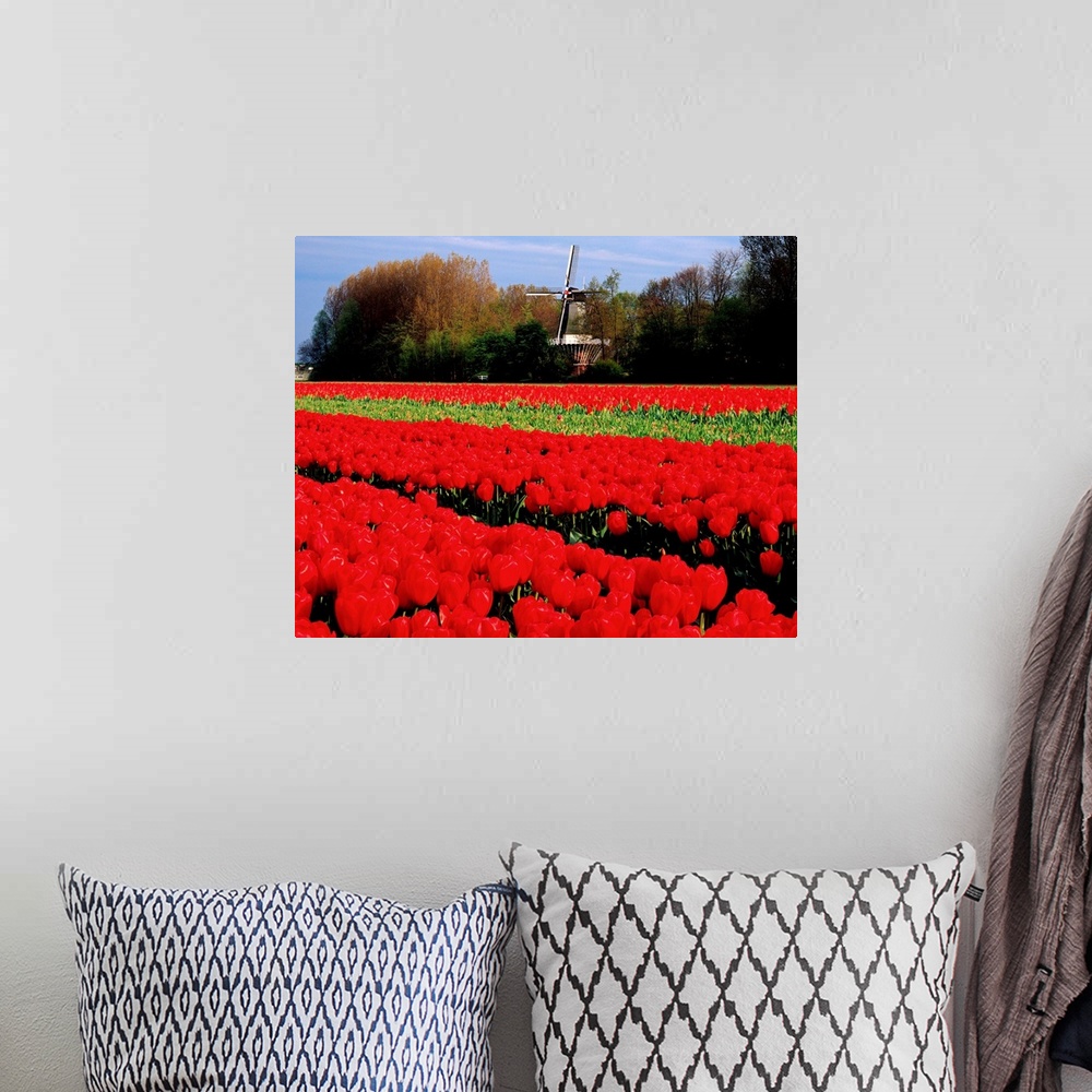 A bohemian room featuring Netherlands, Tulip field and windmill