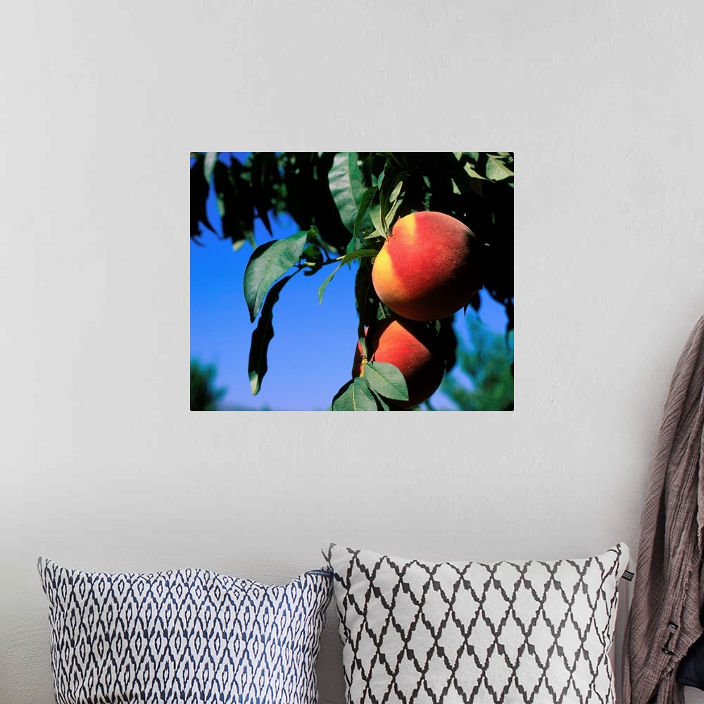 A bohemian room featuring Peaches on tree