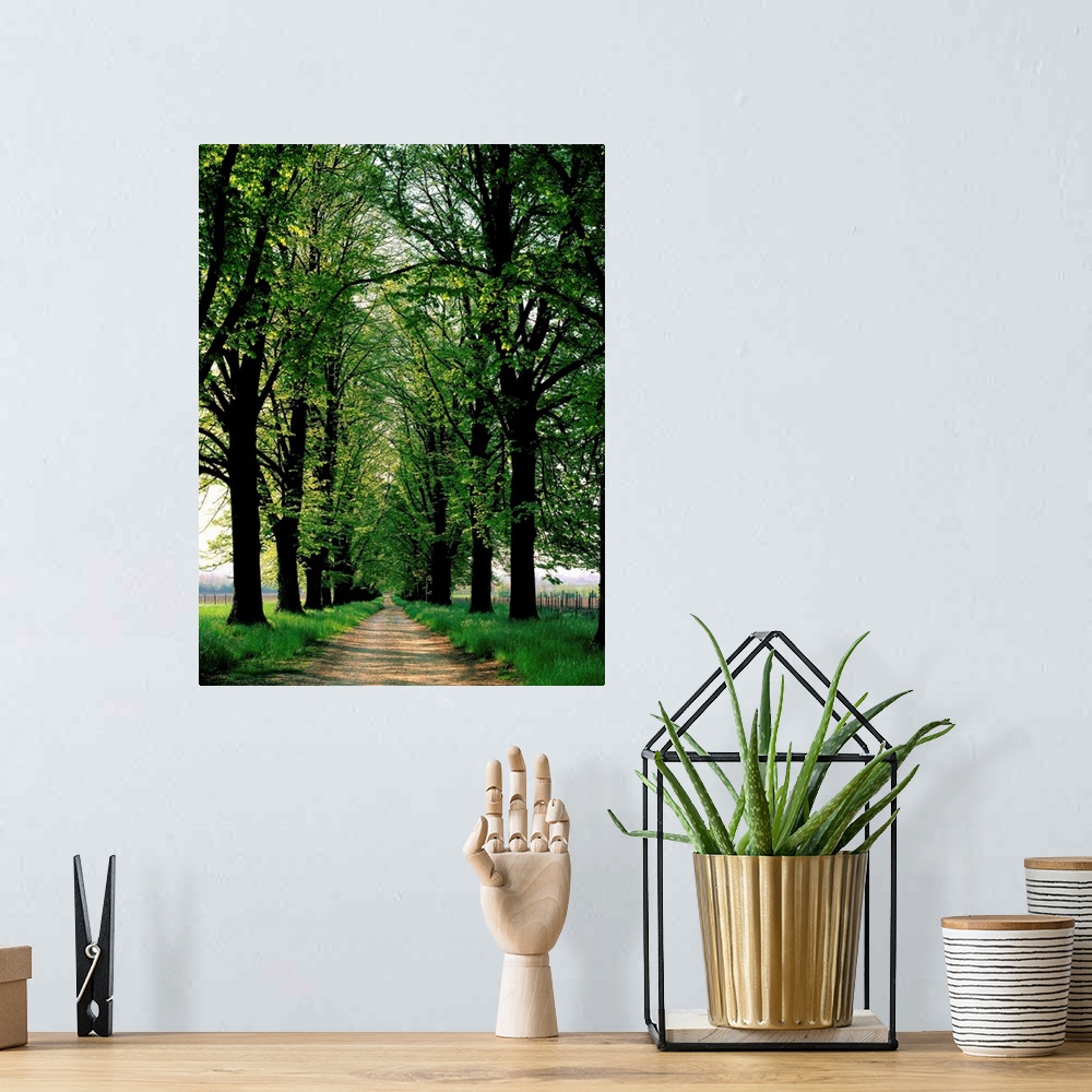 A bohemian room featuring Tree lined road