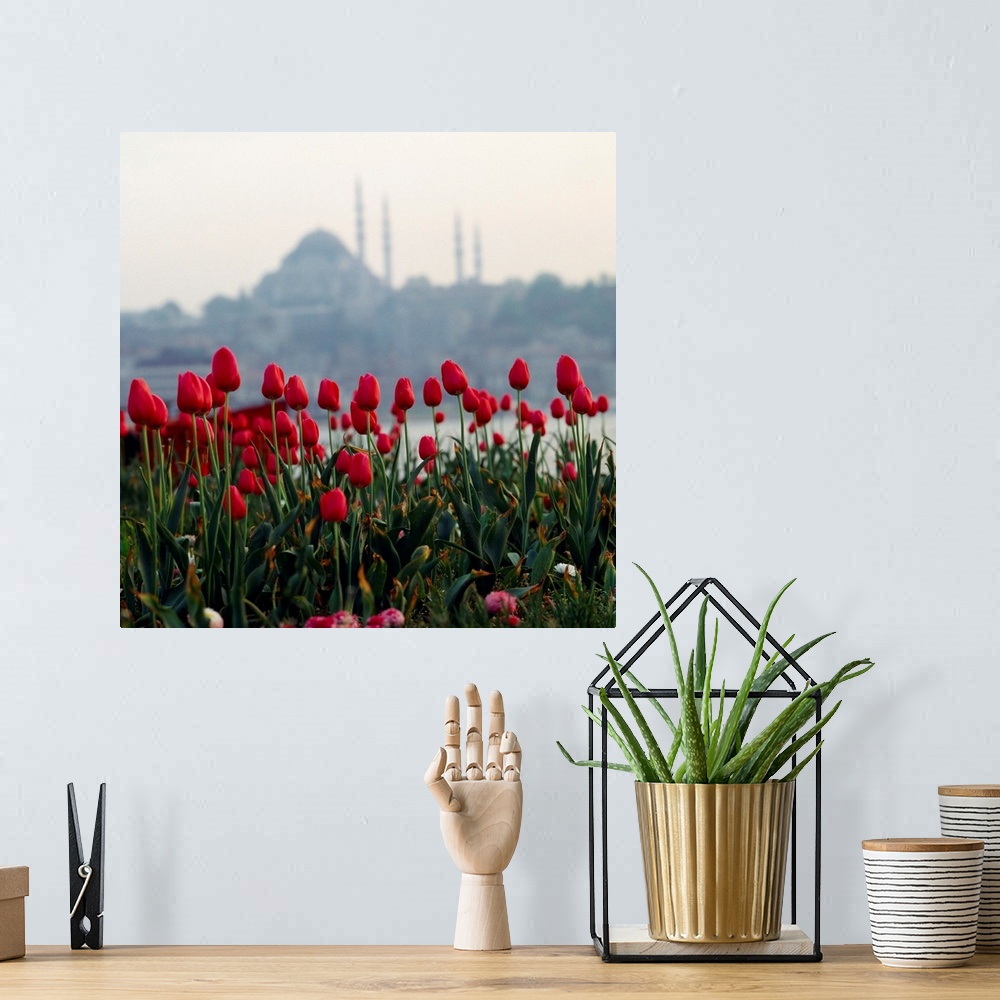 A bohemian room featuring Turkey, Istanbul, Tulips and Suleymaniye mosque in background