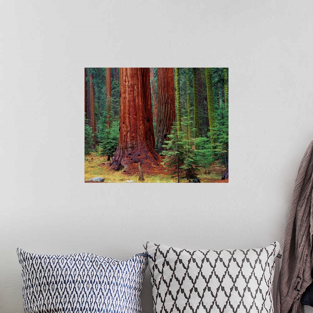 A bohemian room featuring United States, California, Sequoia National Park, Giant Forest