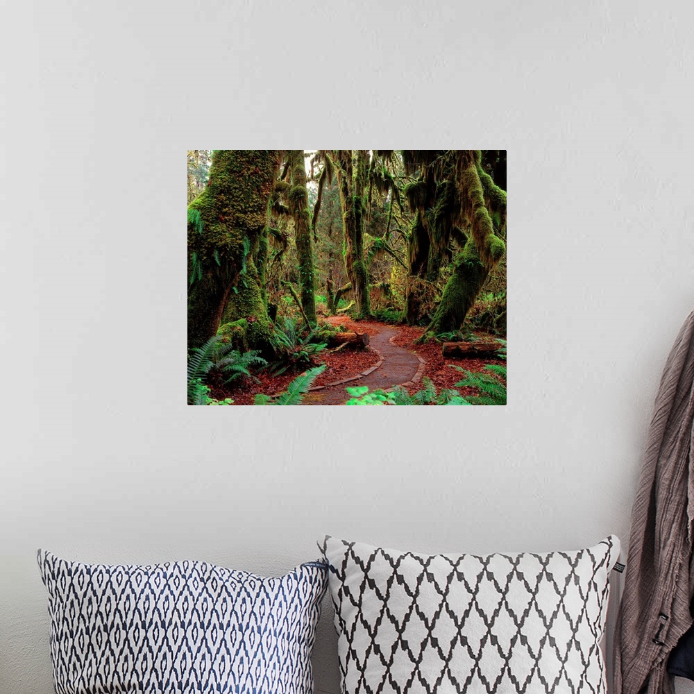 A bohemian room featuring United States, Washington State, Olympic National Park, rainforest