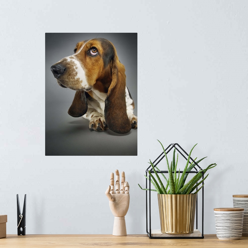 A bohemian room featuring Basset Hound, Close-Up
