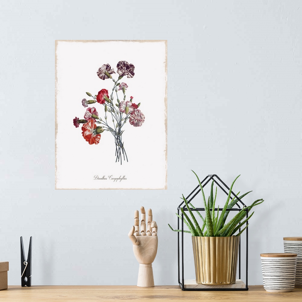 A bohemian room featuring Botanical illustration of Dianthus Caryophyllus.
