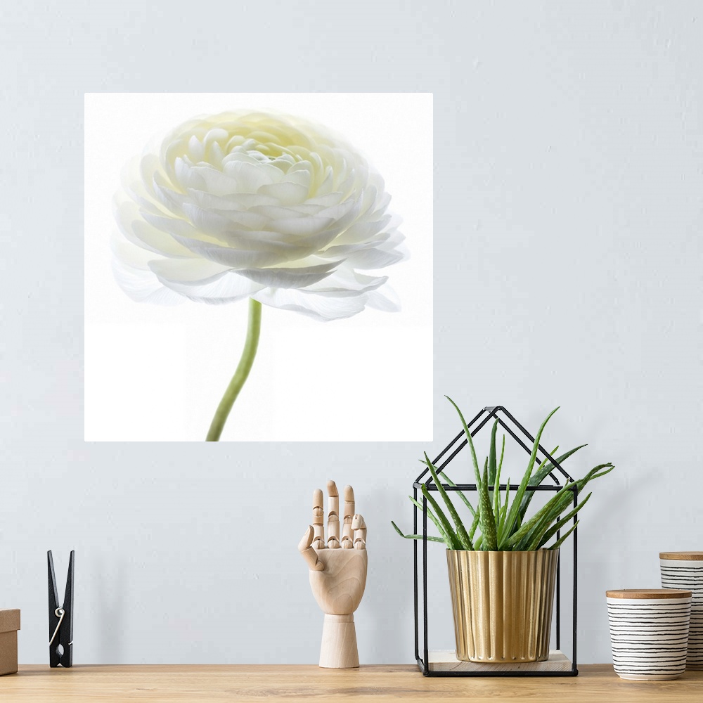 A bohemian room featuring Square photograph of a white Persian Buttercup