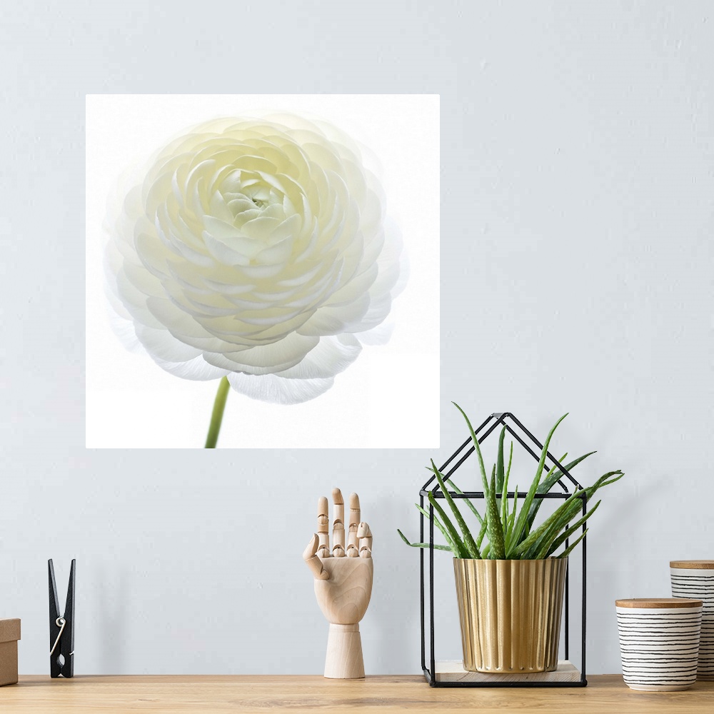 A bohemian room featuring Square photograph of a white Persian Buttercup.