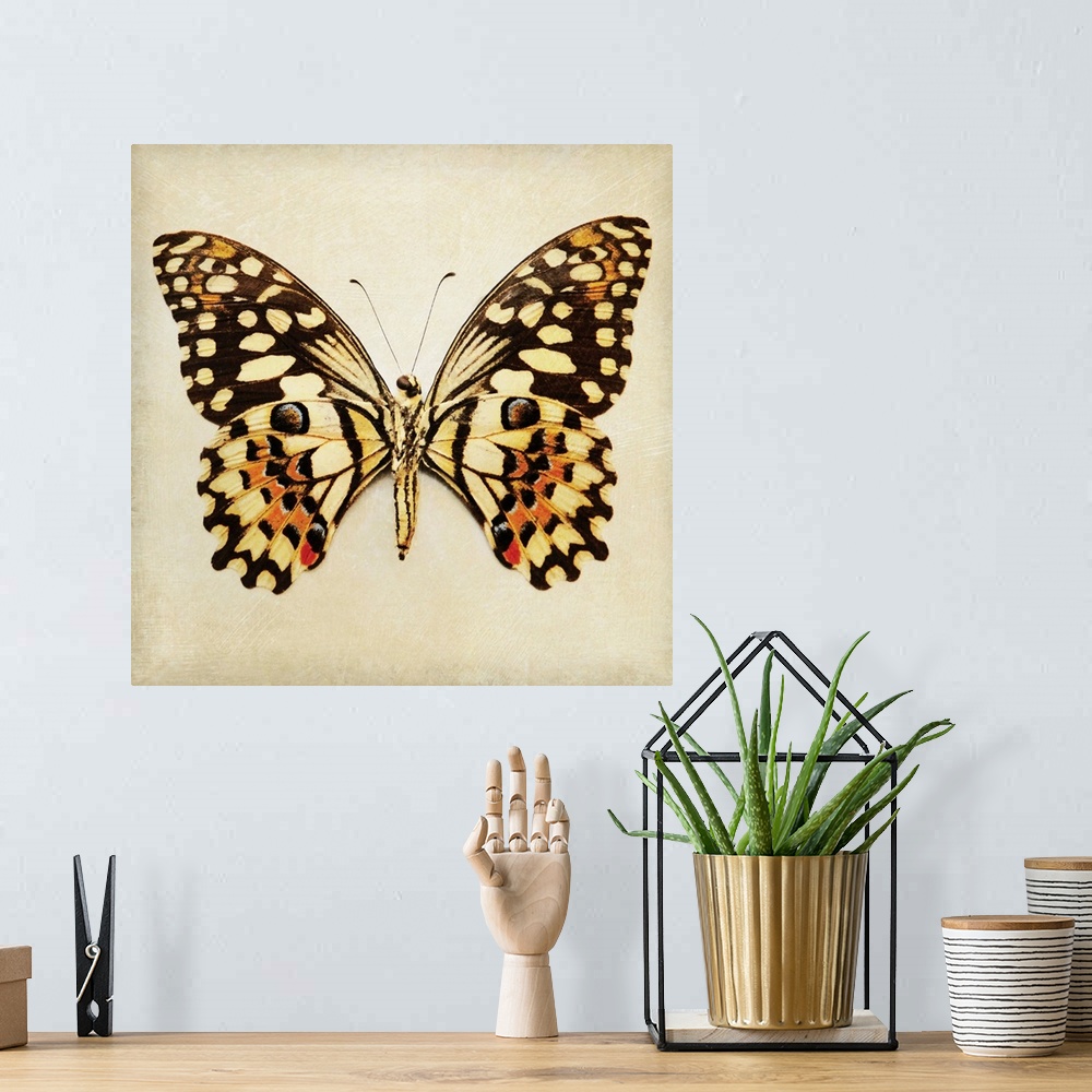 A bohemian room featuring Butterfly VI