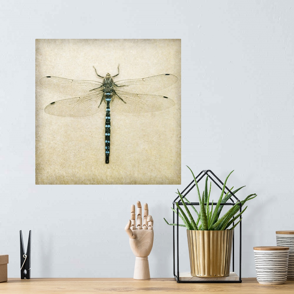A bohemian room featuring Dragonfly I