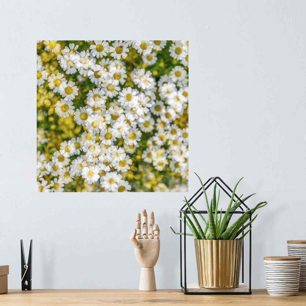 A bohemian room featuring Fanciful Feverfew - A multiple exposure image.