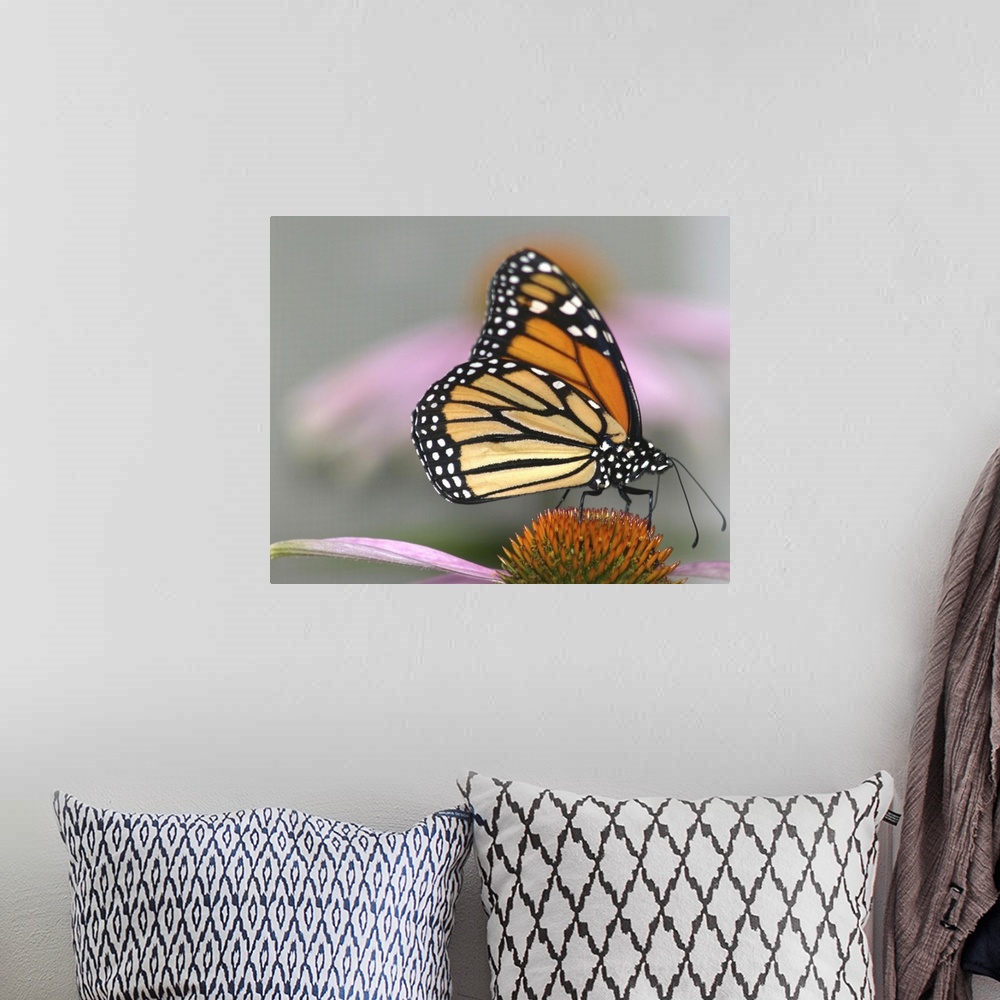 A bohemian room featuring A beautiful monarch butterfly.