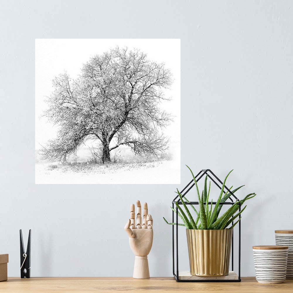 A bohemian room featuring A black and white image of an old Black Willow standing alone in a blizzard along the West shores...