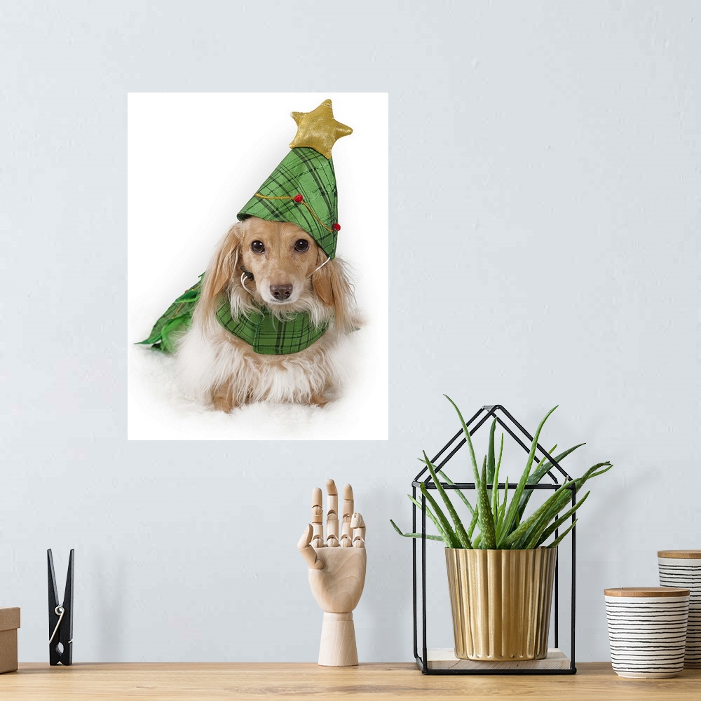 A bohemian room featuring Longhaired miniature dachshund, blonde (English cream) wearing Christmas tree costume.