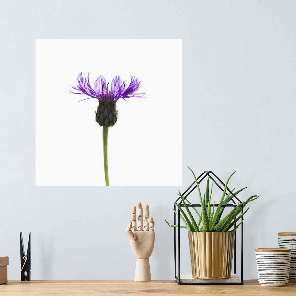A bohemian room featuring A delicate purple flower on a white background