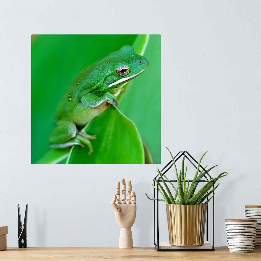 A bohemian room featuring A green barking tree frog hangs on to the edge of a canna plant leaf