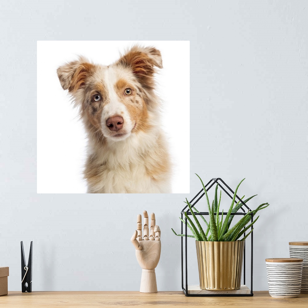 A bohemian room featuring Close-up of an Australian Shepherd (5 months old) looking at the camera