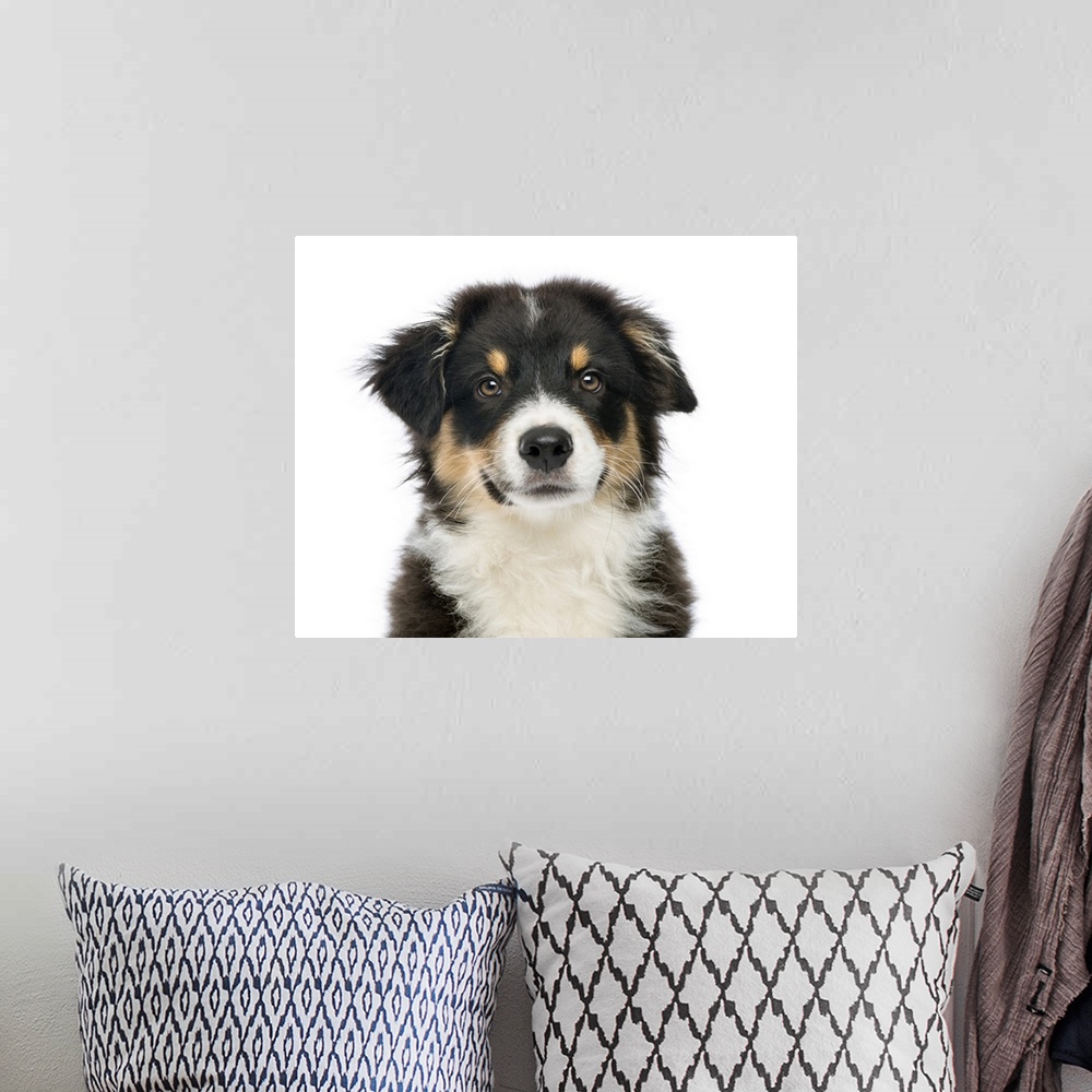 A bohemian room featuring Close-up of an Australian Shepherd (3 months old) looking at the camera